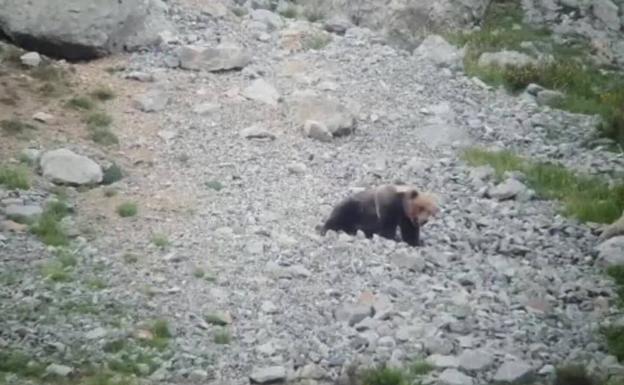 Unos excursionistas encuentran un oso pardo muerto en Páramo del Sil