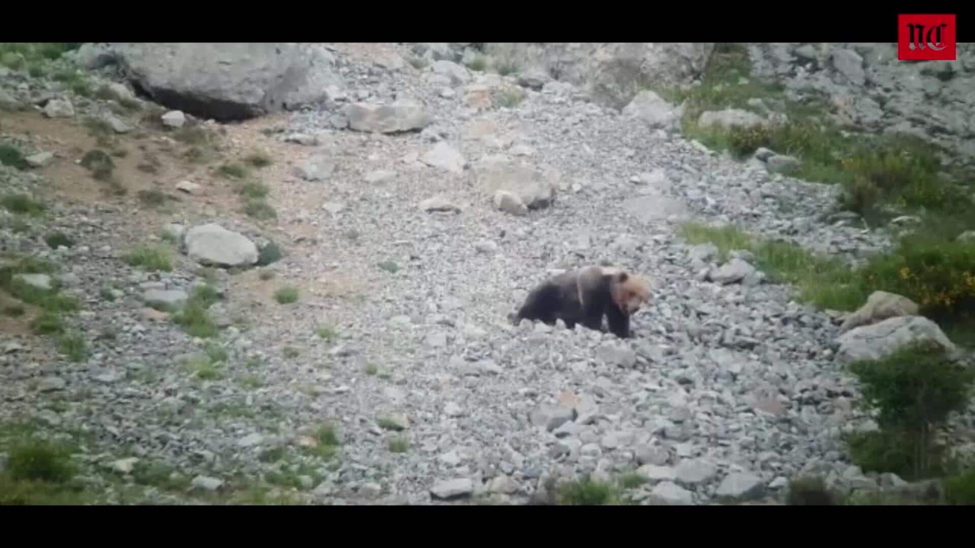 La pelea entre dos osos en la Montaña Palentina acaba en tragedia | El  Norte de Castilla