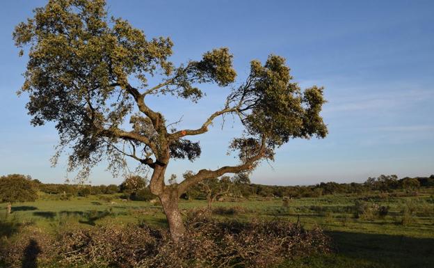 El IRNASA estudia hongos autóctonos para proteger la dehesa de plagas y enfermedades