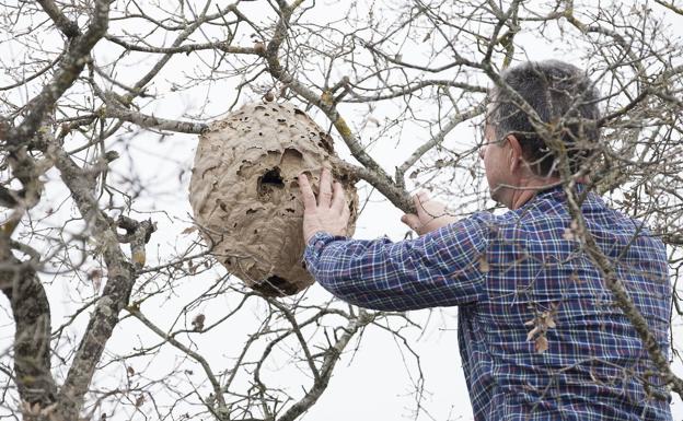 La velutina asiática, apresada por la trampa del amor