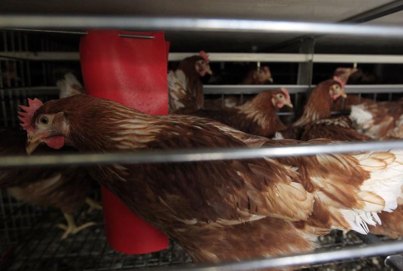 Pollitos y gallinas ponedoras vallisoletanas para Argelia