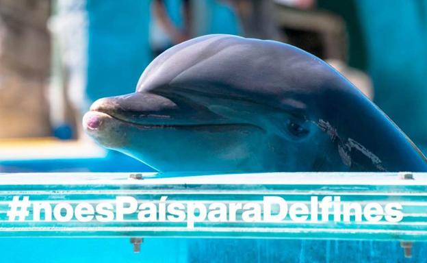 España no es país para delfines