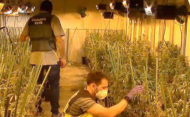 A prisión por cultivar más de mil plantas de marihuana en Villanubla
