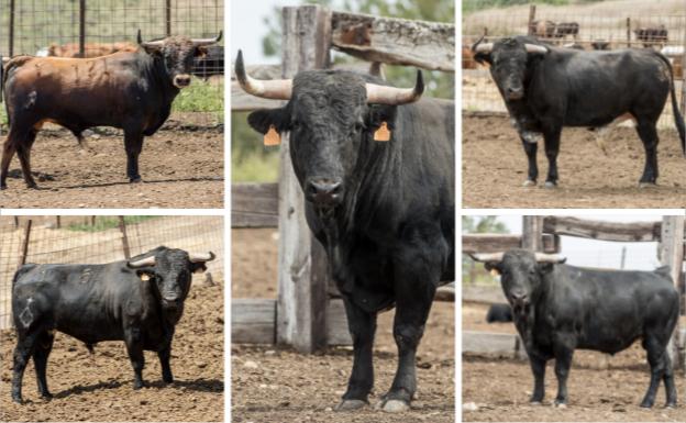 Benavente reunirá este domingo a 16 de los mejores cortadores nacionales