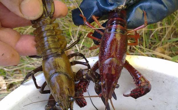 Amplían el control del cangrejo rojo y del señal en trece nuevos tramos en Castilla y León