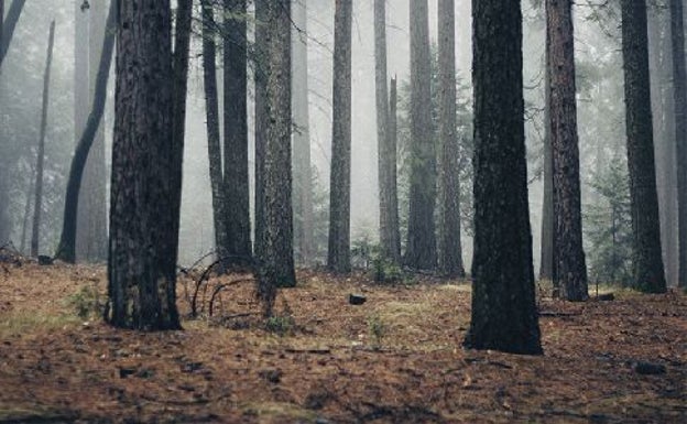 El PSOE pide en las Cortes un plan de fomento de recursos forestales