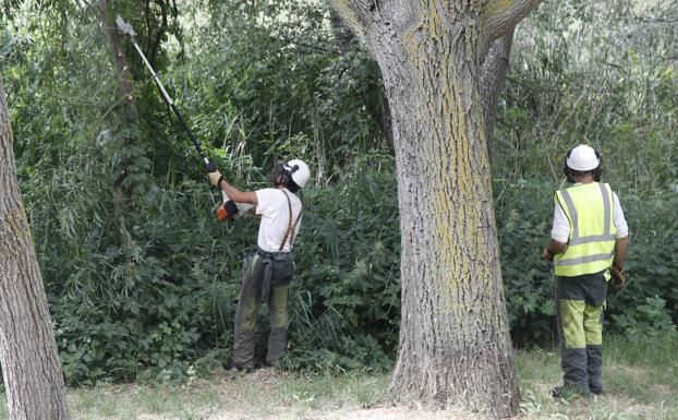 Comienza la tala de árboles en las riberas del Carrión en Palencia | El  Norte de Castilla