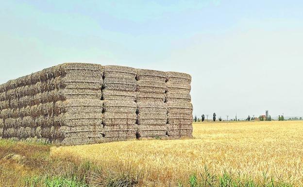 El coste de producción por hectárea de cereal sube en dos años de 500 a 1.200 euros