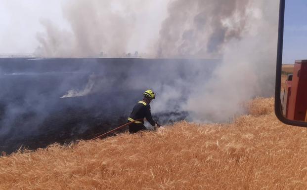 El fuego calcina 40 hectáreas de cereal en Paredes de Nava y dos de pinar en Ampudia