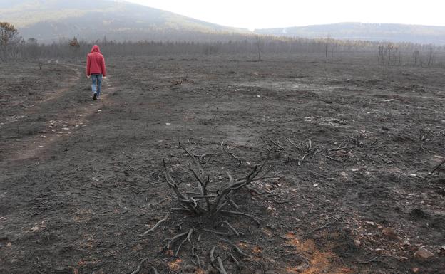 Incendio en Zamora en directo: el fuego baja a nivel 1 de peligrosidad