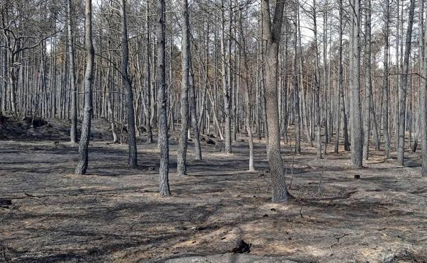 Capitán Vives: «Ha habido momentos duros, el fuego avanzaba fuera de capacidad de extinción»