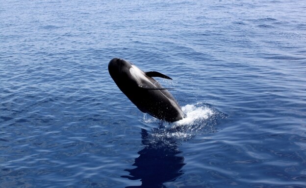 Investigadores españoles desarrollan una tecnología para evitar que los barcos choquen con cetáceos
