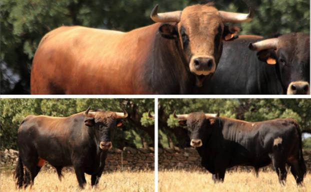El homenaje a los Peralta pone el foco taurino regional en Medina de Rioseco