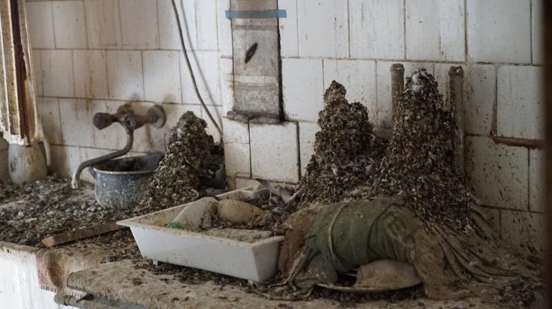 Palencia lanza una nueva campaña para atajar la superpoblación de palomas torcaces