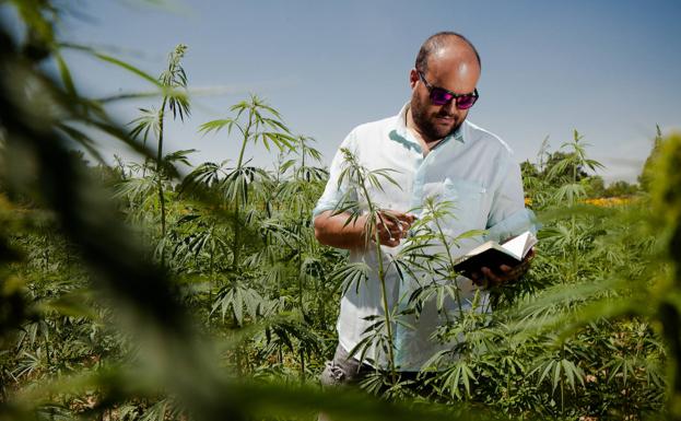 Los ensayos de cáñamo en Castilla y León abren un nuevo futuro al campo