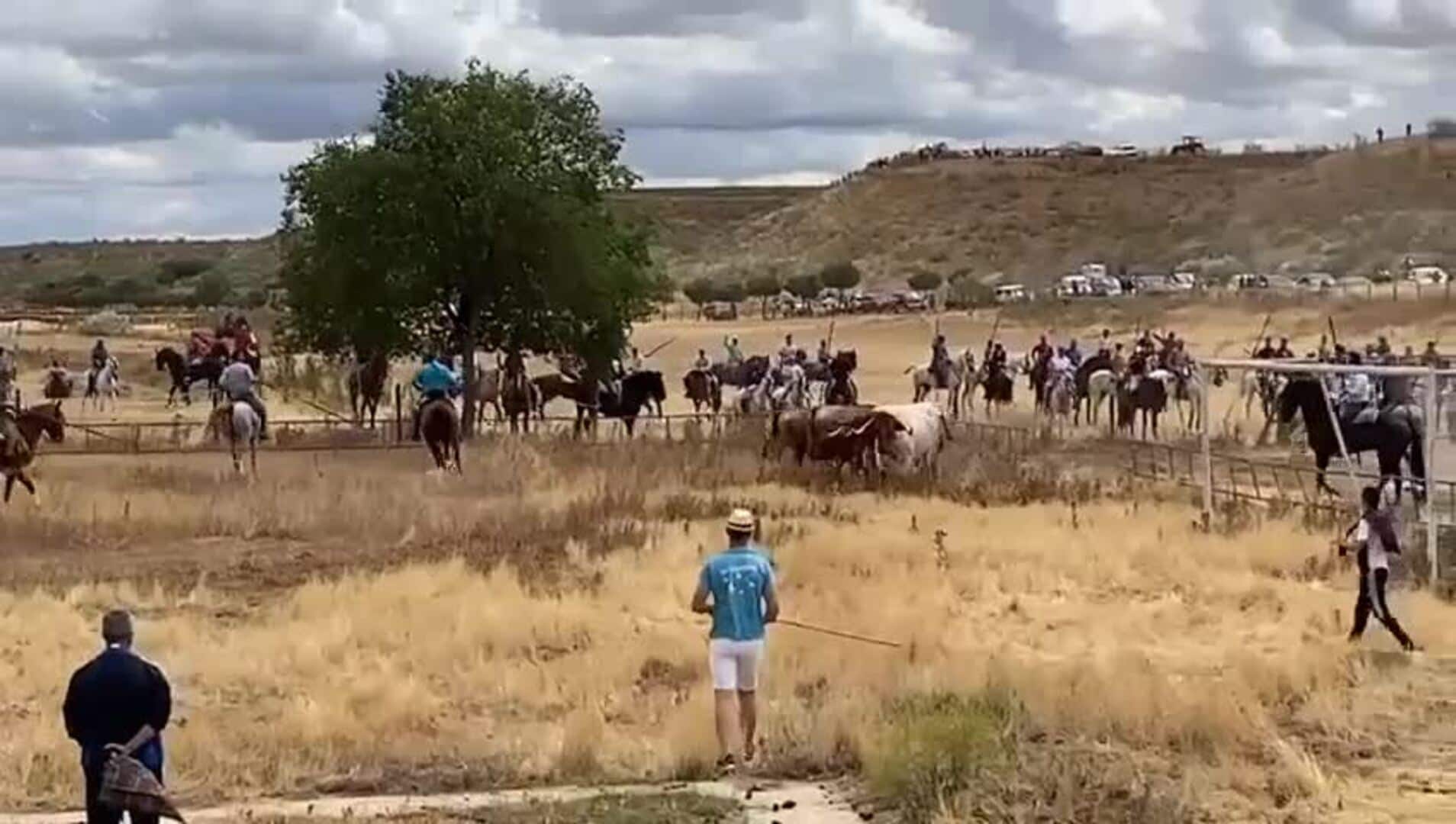 Dos toros se escapan del recinto vallado en el campo durante el encierro de Siete Iglesias