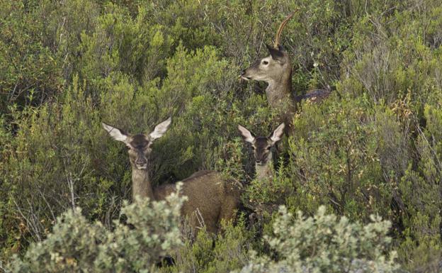 Una cierva con sus crías. 