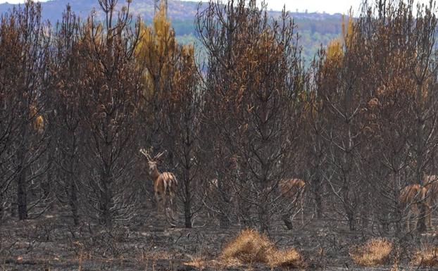 La Junta decide adelantar tres días el riesgo alto de incendio tras el fuego de la Sierra de la Culebra