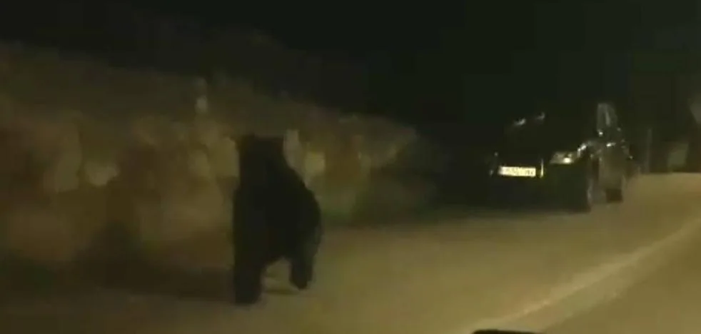 Cierran al público un parque en Barruelo tras avistar a un oso por la zona