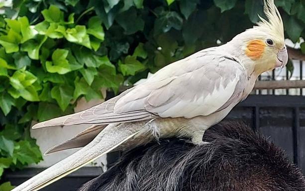 Una vecina encuentra una ninfa perdida en una calle de Valladolid