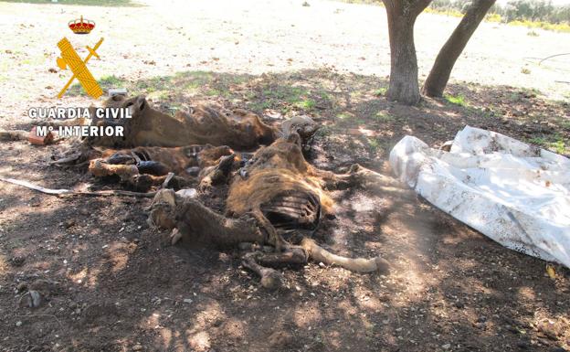 Investigan por maltrato y abandono animal a un vecino de Doñinos de Ledesma, en Salamanca