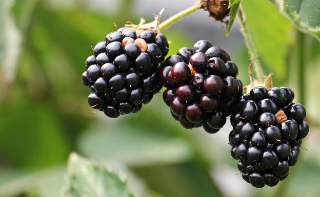 Mora, la fruta del bosque que triunfa