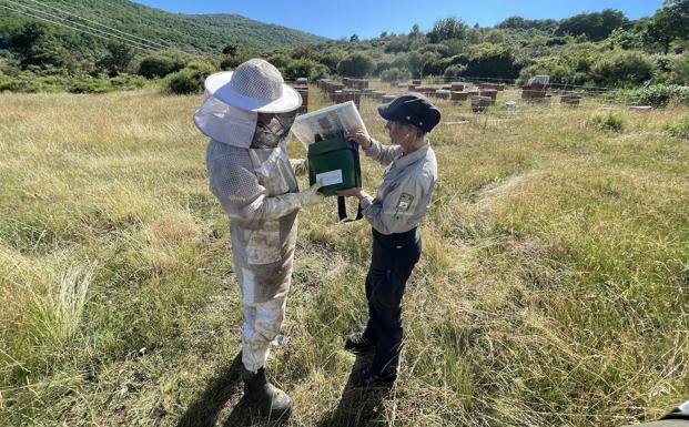 Pastores eléctricos en la Montaña Palentina para proteger las colmenas de los ataques de osos