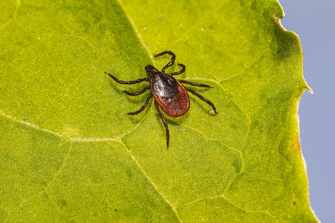 Alerta por el incremento de plagas de insectos durante el verano