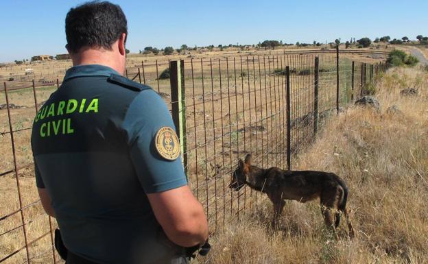 El Seprona rescata a un lobo ibérico atrapado en una valla en Segovia