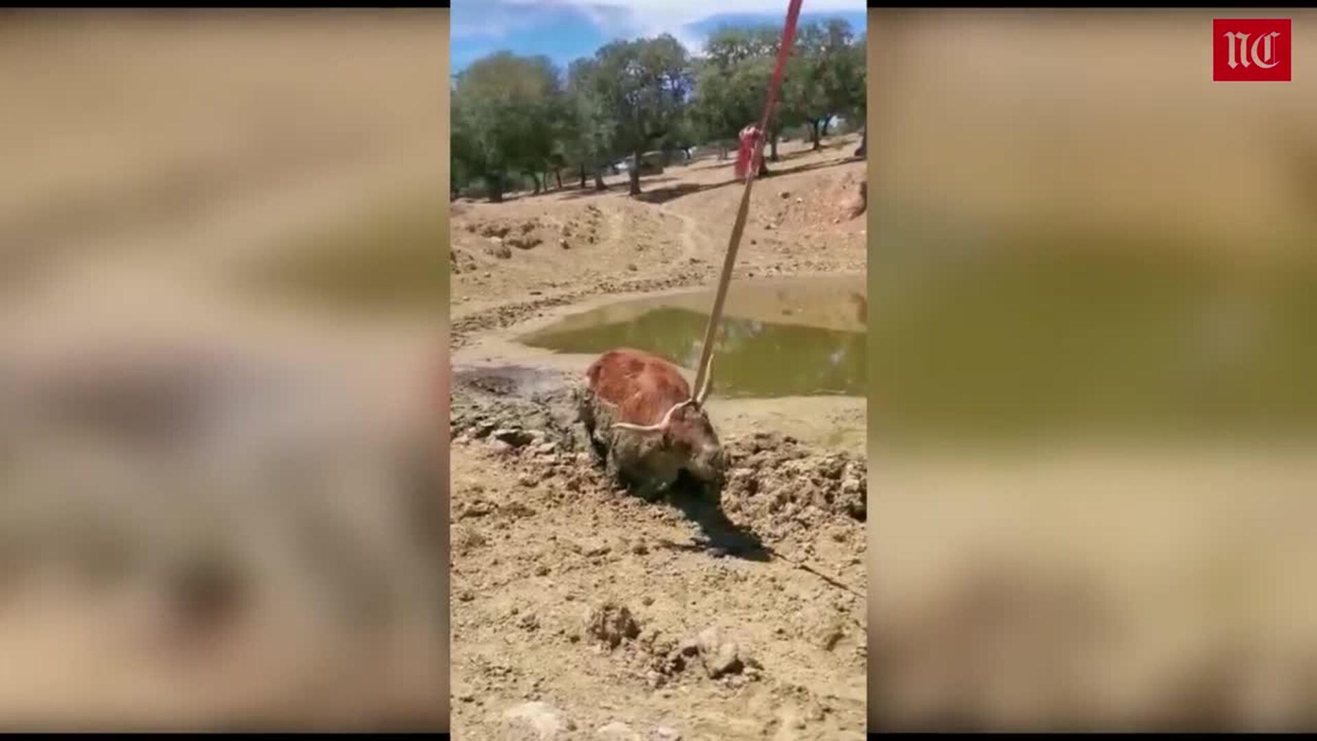 Rescatan a una vaca del lodo en la localidad de Ituero de Azaba (Salamanca), en la comarca de Ciudad Rodrigo