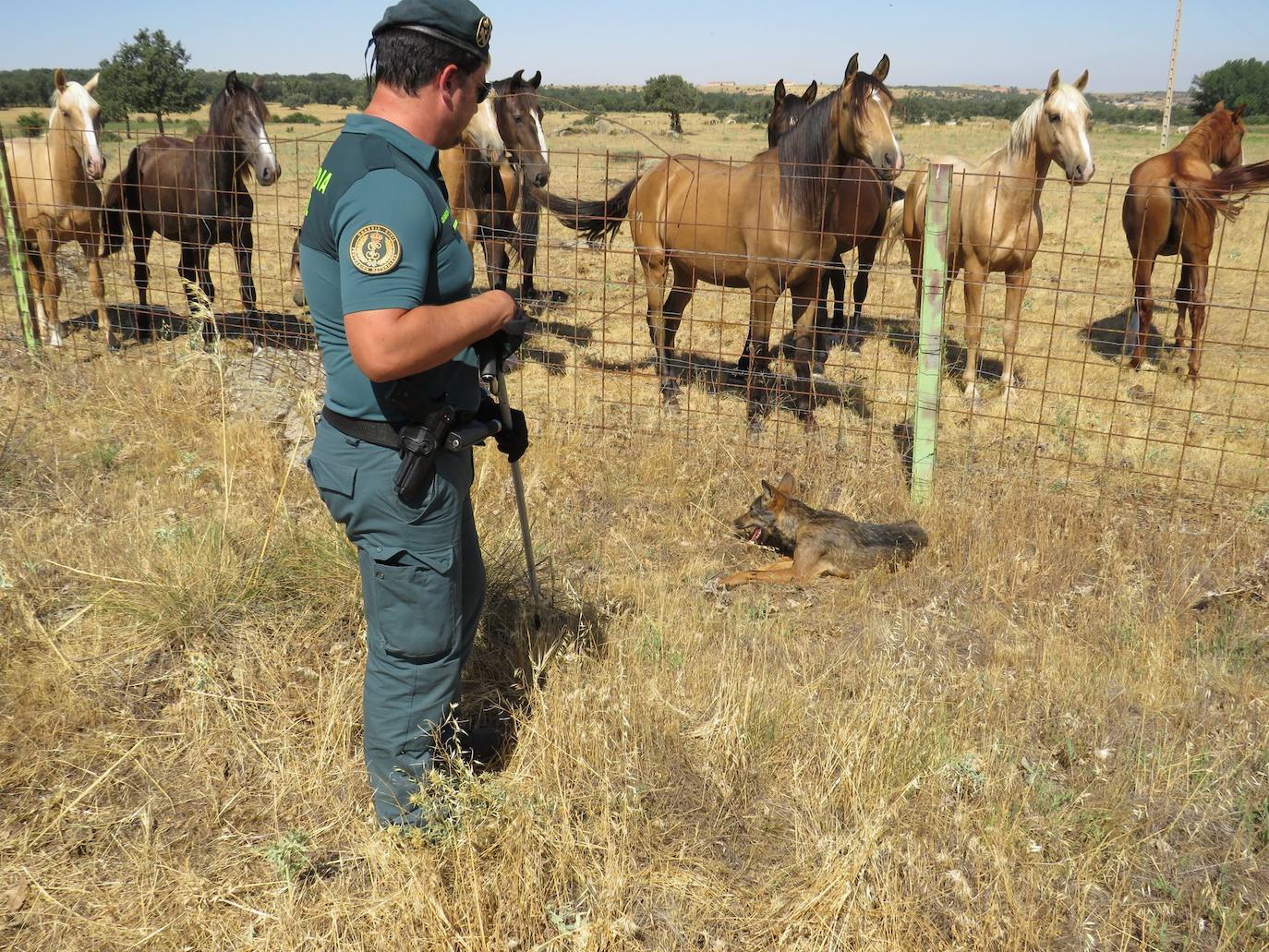 El lobo ibérico rescatado por el Seprona en Segovia lucha por sobrevivir