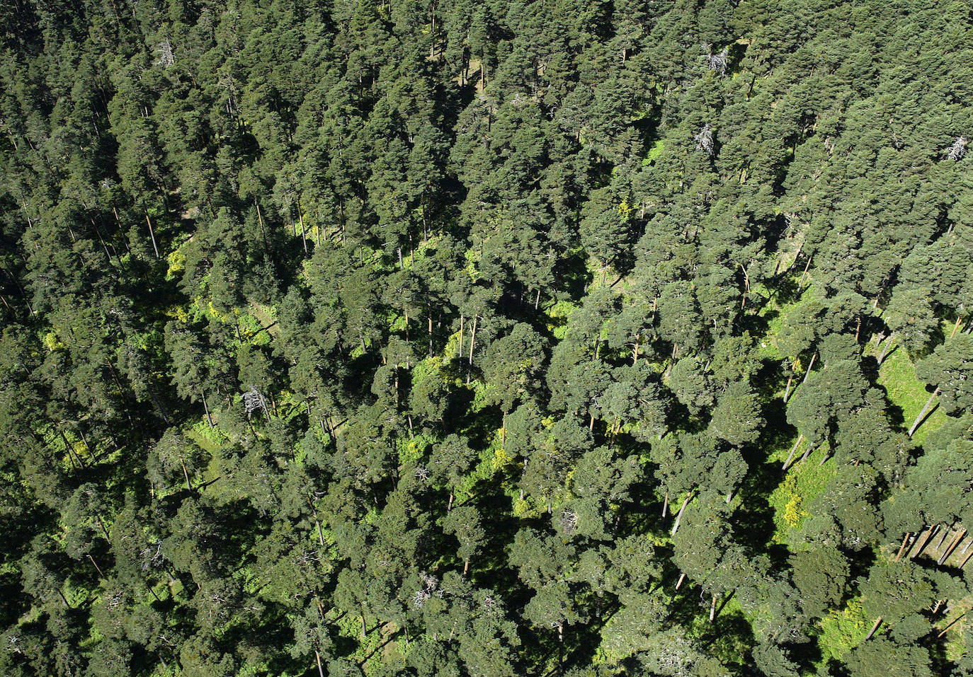 Un estudio piloto analiza el papel del bosque de Navafría como sumidero de carbono