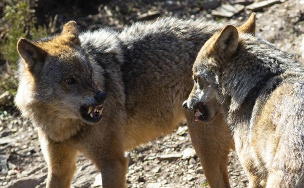 El Constitucional anula la ley con la que Castilla y León quería blindar la caza del lobo
