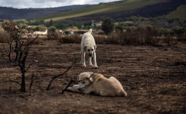 Lupo y la tierra quemada