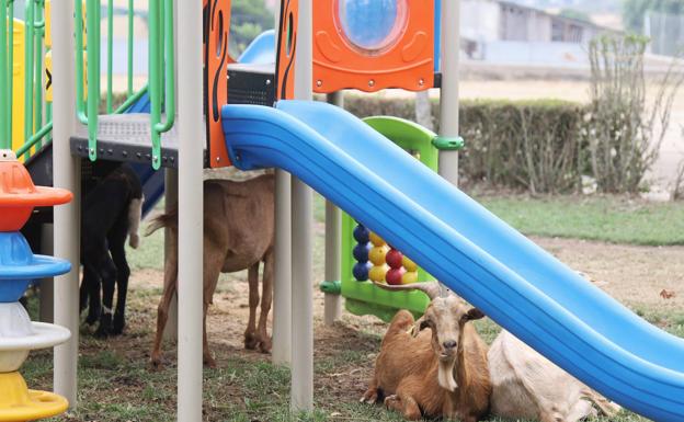 Parques infantiles para el ganado que huye del fuego