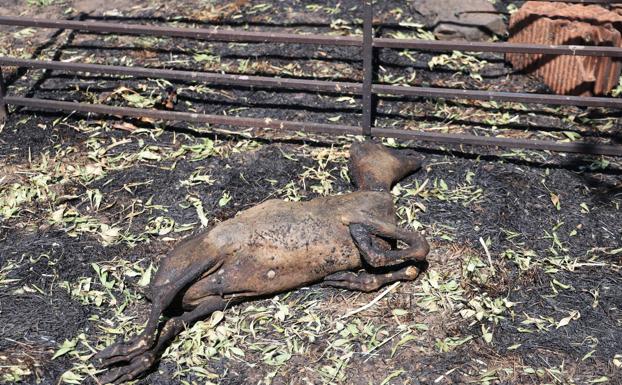 «Era un tornado de fuego, como los de Estados Unidos… Me vi morir con mis cabras»