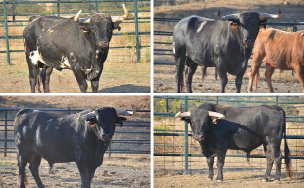 Los mejores recortadores buscarán la victoria en Matapozuelos este sábado