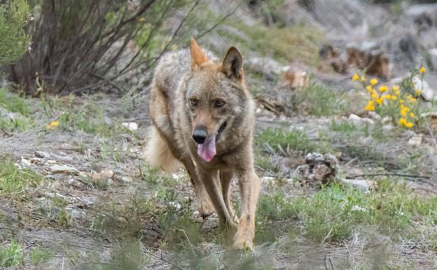 Investigadores del CSIC consideran que hay menos lobos que los que estiman las autonomías