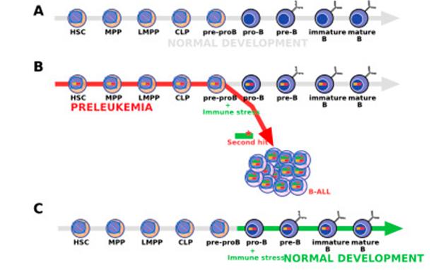 Propuesta desde la Usal una definición más restringida de preleucemia infantil