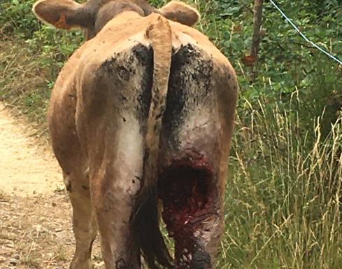Nuevos ataques de lobos en la comarca de Lebanza