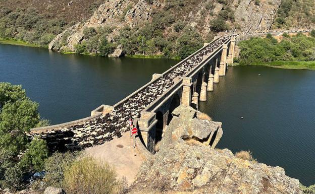 Las dos mil ovejas de Tábara cruzan el puente Quintos en busca de pastos