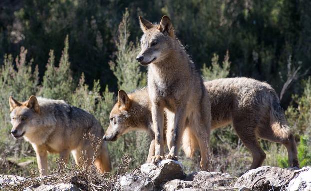 La Junta de Castilla y León rechaza la estrategia nacional del lobo, aprobada este jueves