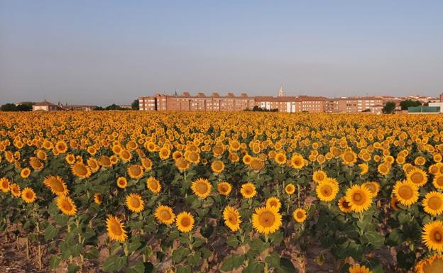 Por qué hay más girasoles este año en los campos de Castilla y León