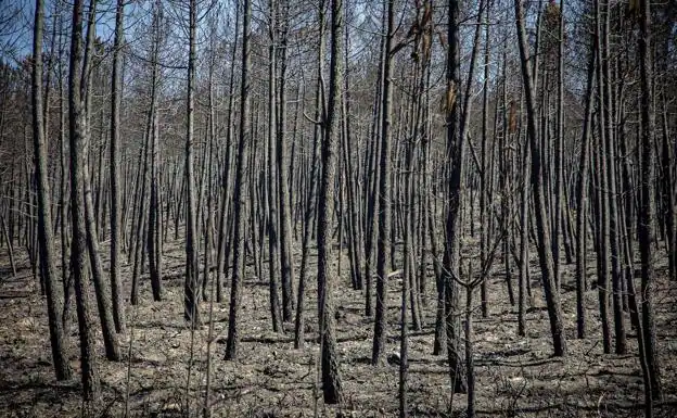 La Junta da por controlados los incendios forestales de Monsagro y Candelario