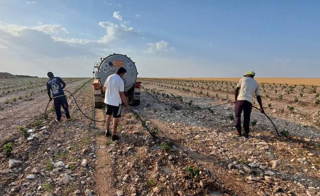 El calor adelantará la vendimia en Castilla y León y reducirá los kilos de uva si persiste la sequía