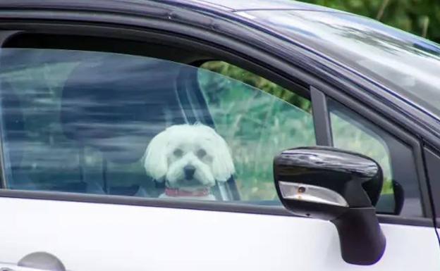 Sacan a un perro encerrado en un coche que temblaba y jadeaba por el calor en Palencia