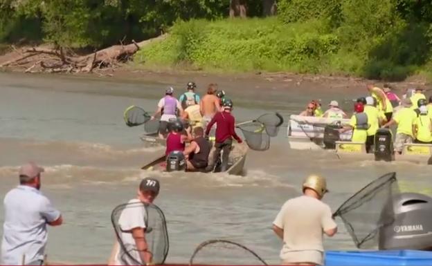 La frenética pesca de carpas asiáticas que vuelve locos a los turistas