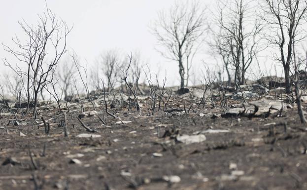 La Junta valora en diez millones la reforestación de la Sierra de la Culebra