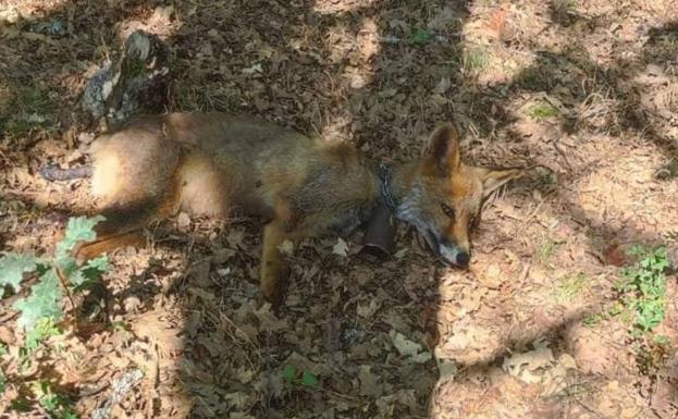 Muere en Revilla de Santullán un zorro al que colocaron a «mala fe» un cencerro en el cuello