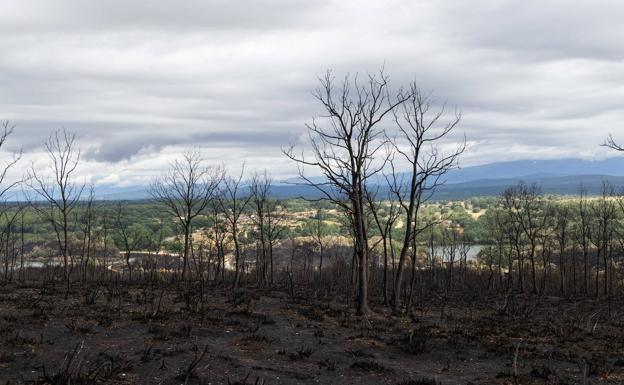 Suárez-Quiñones sobre la investigación de incendios: «Confío plenamente en que la Fiscalía hará lo correcto»